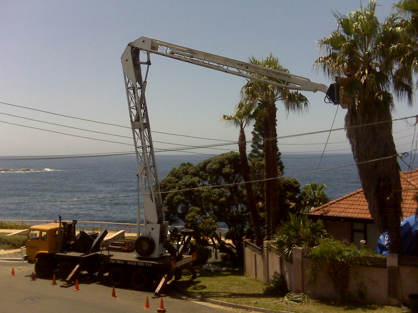 Palm pruning in Coogee